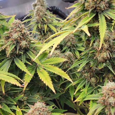 Gundel growlog timeline photo