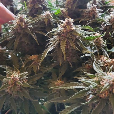 Petra growlog timeline photo