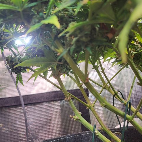 Gundel growlog timeline photo