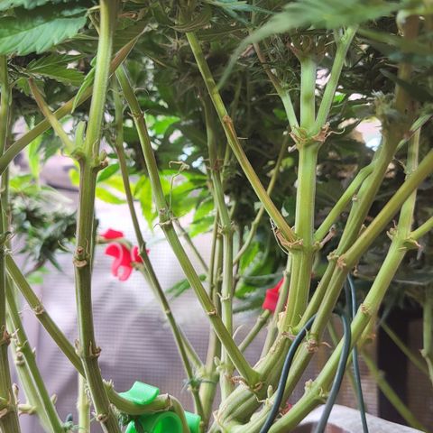 Karin growlog timeline photo