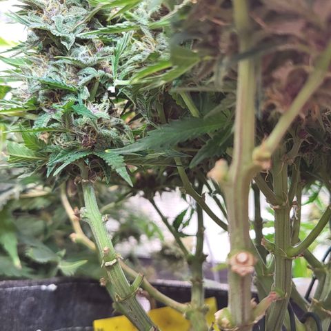 Petra growlog timeline photo