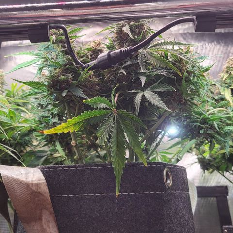 Karin growlog timeline photo