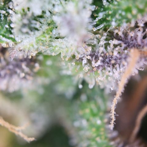 Gundel growlog timeline photo