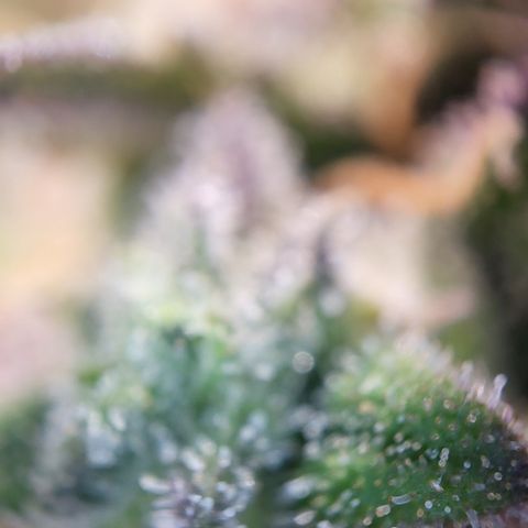 Gundel growlog timeline photo