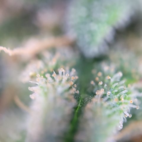 Royal Cheese Automatic growlog timeline photo