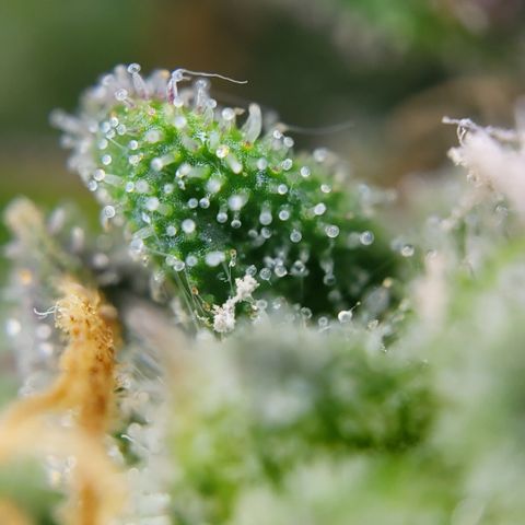 Gundel growlog timeline photo