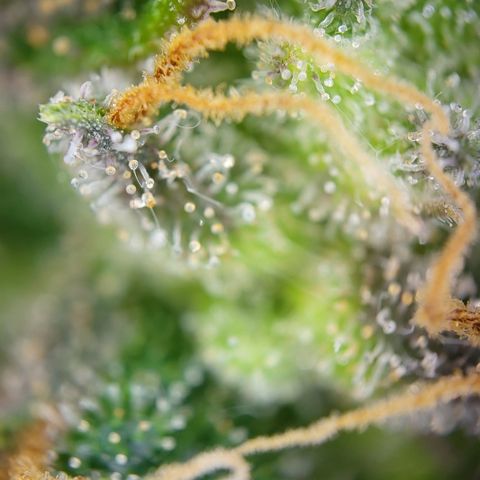 Gundel growlog timeline photo