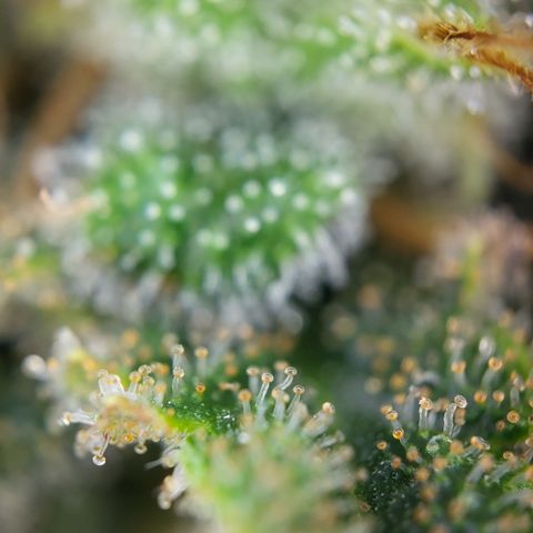 Royal Cheese Automatic growlog timeline photo