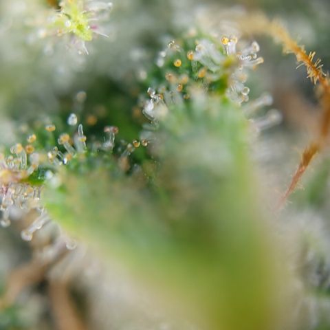 Royal Cheese Automatic growlog timeline photo