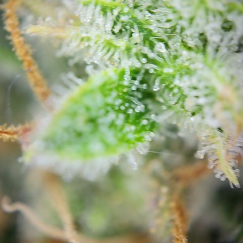 Royal Cheese Automatic growlog timeline photo
