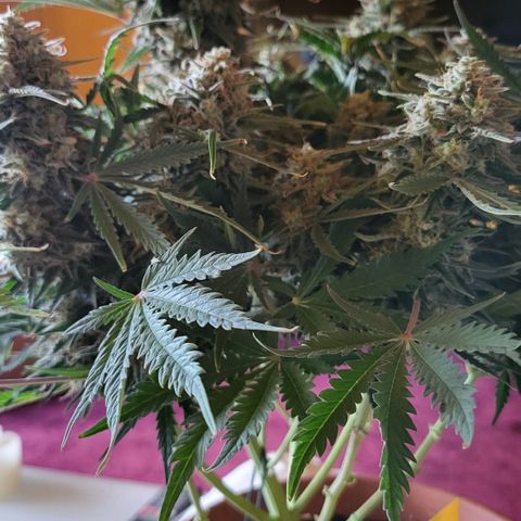Royal Cheese Automatic growlog timeline photo