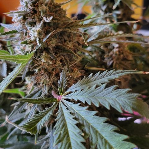 Royal Cheese Automatic growlog timeline photo
