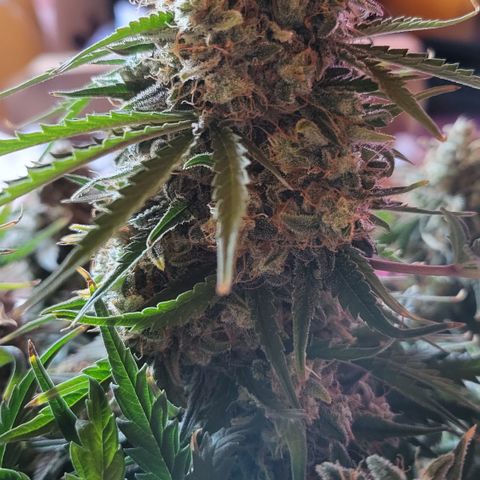 Royal Cheese Automatic growlog timeline photo
