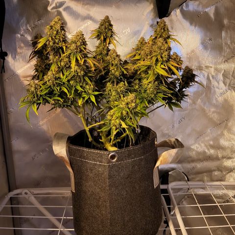 Gundel growlog photo: Eine nacht im dunkel mit gundel