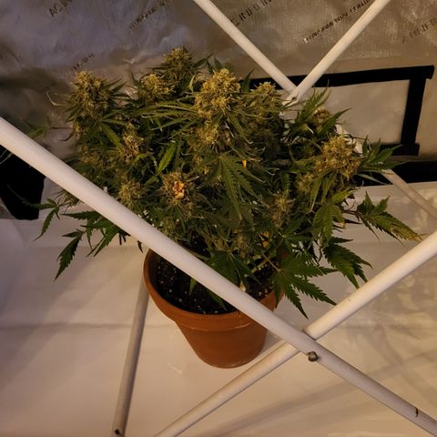 Royal Cheese Automatic growlog photo: Eine nacht ins dunkle. Die hat so fette blüten!