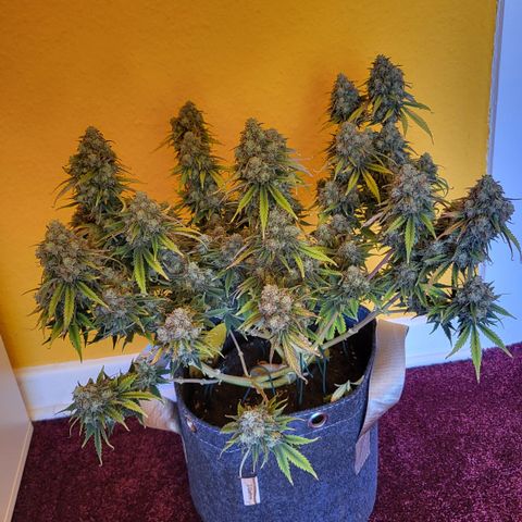 Gundel growlog timeline photo