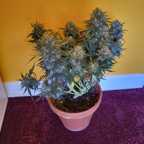 Royal Cheese Automatic growlog timeline photo