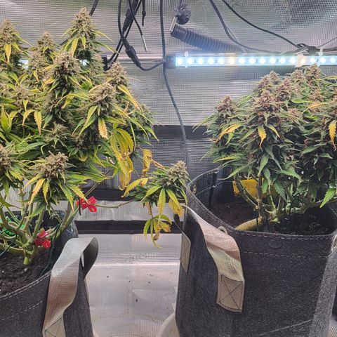 Karin growlog timeline photo