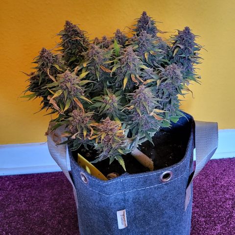 Petra growlog timeline photo