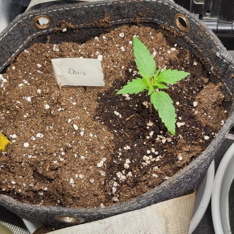 Doris growlog timeline photo