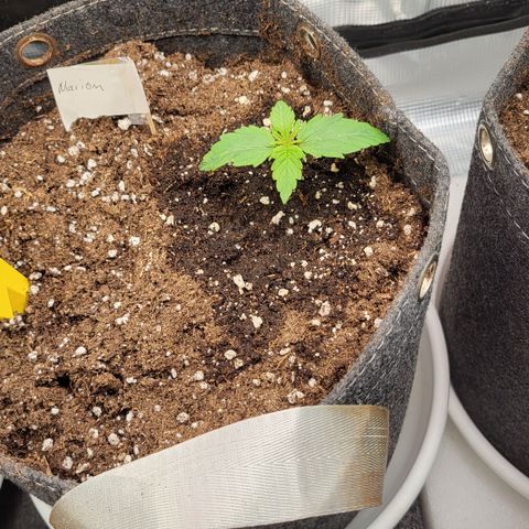 Marion growlog timeline photo