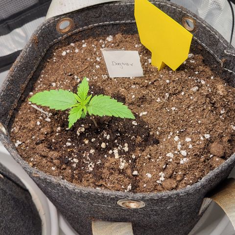 Dagmar growlog timeline photo