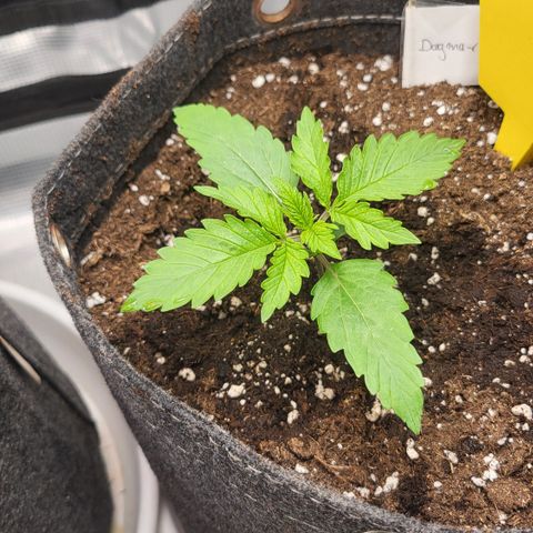 Dagmar growlog timeline photo