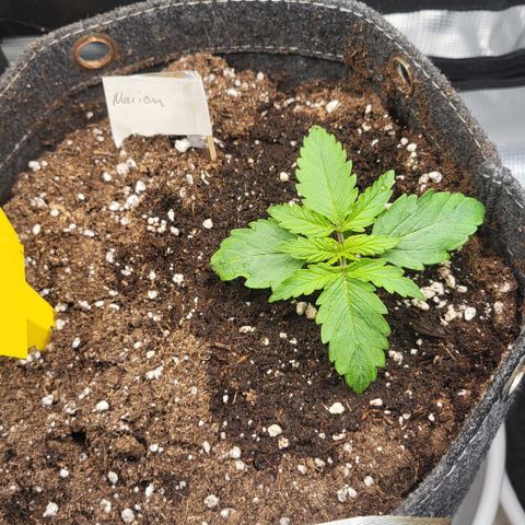 Marion growlog timeline photo