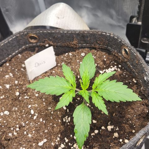 Doris growlog timeline photo