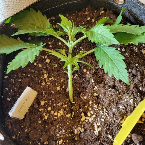 Dagmar growlog timeline photo
