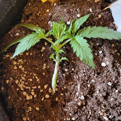 Doris growlog timeline photo