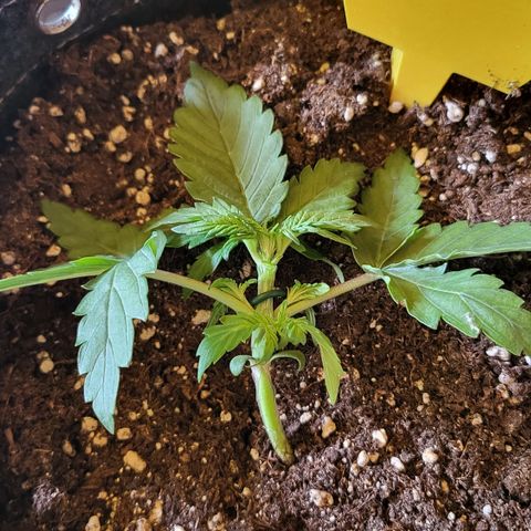 Marion growlog timeline photo