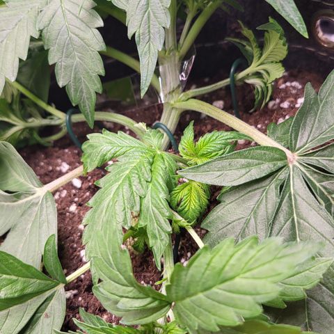 Dagmar growlog timeline photo
