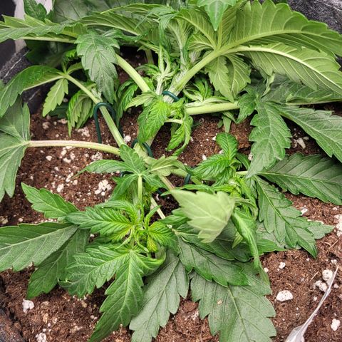 Marion growlog timeline photo