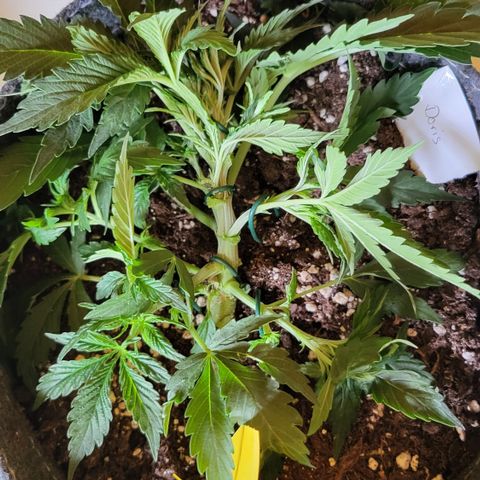 Doris growlog timeline photo