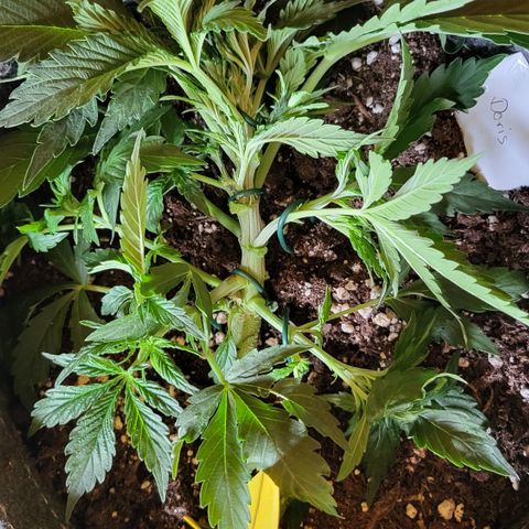 Doris growlog timeline photo
