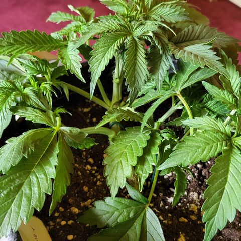 Dagmar growlog timeline photo