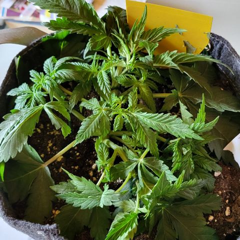 Marion growlog timeline photo
