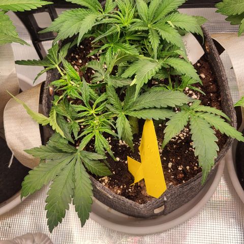 Doris growlog timeline photo