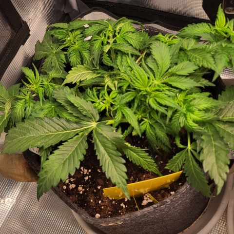 Marion growlog timeline photo