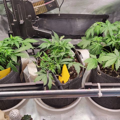 Dagmar growlog timeline photo