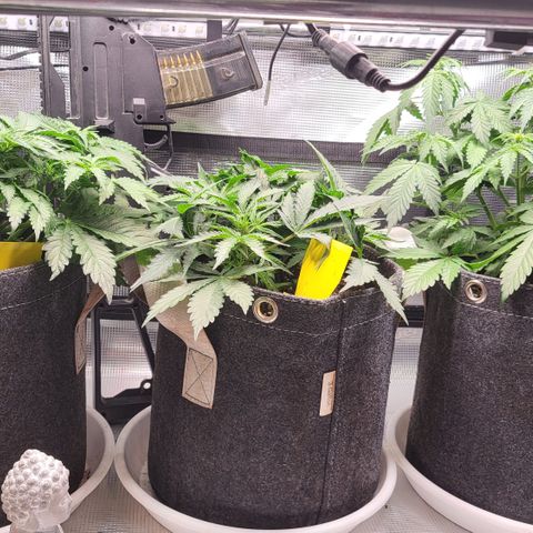 Dagmar growlog timeline photo