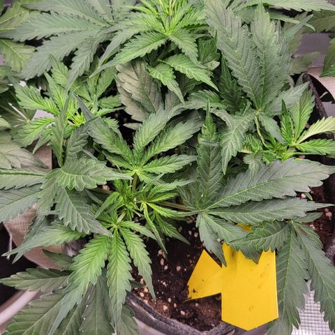 Doris growlog timeline photo