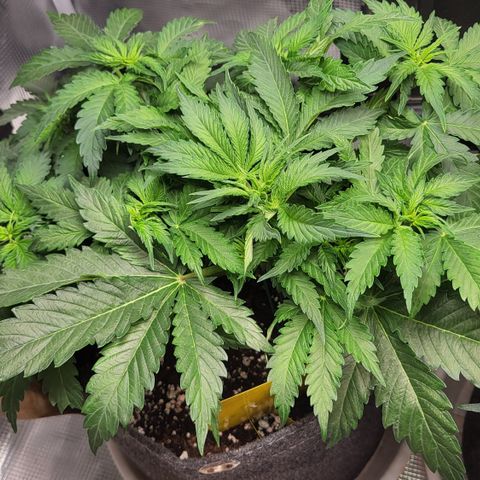 Marion growlog timeline photo