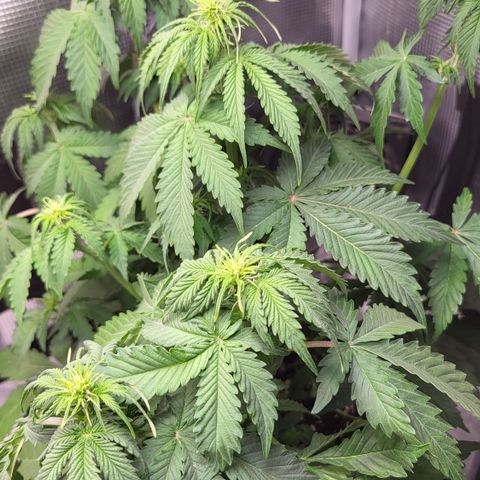 Dagmar growlog timeline photo