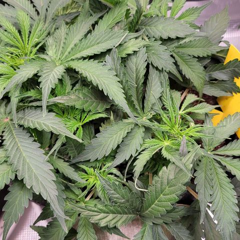 Doris growlog timeline photo