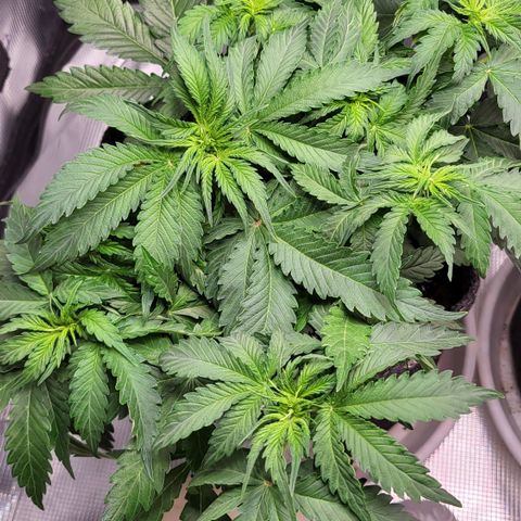 Marion growlog timeline photo