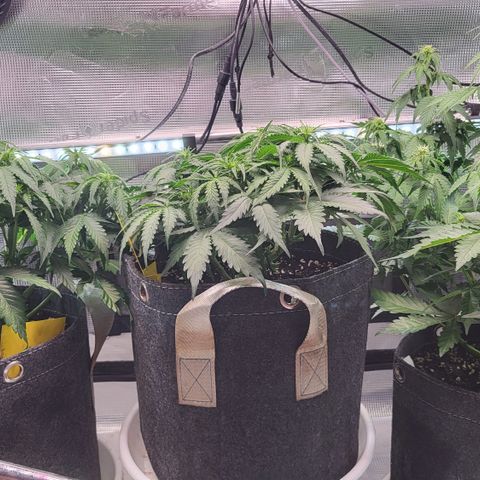 Dagmar growlog timeline photo