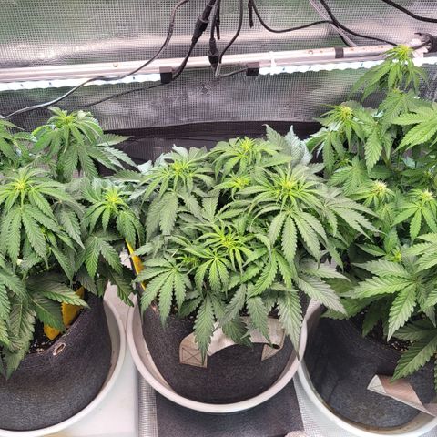 Dagmar growlog timeline photo
