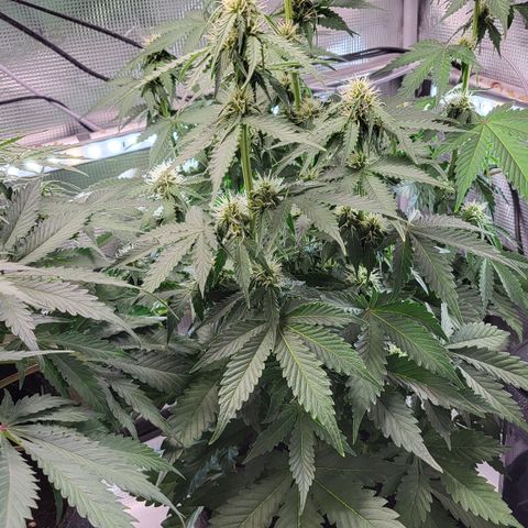Dagmar growlog timeline photo
